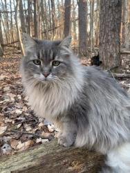 Lost Male Cat last seen Hillcroft Rd, Browns Summit, NC, Browns Summit, NC 27214
