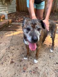 Found/Stray Female Dog last seen Jefferson and new garden, Greensboro, NC 27410
