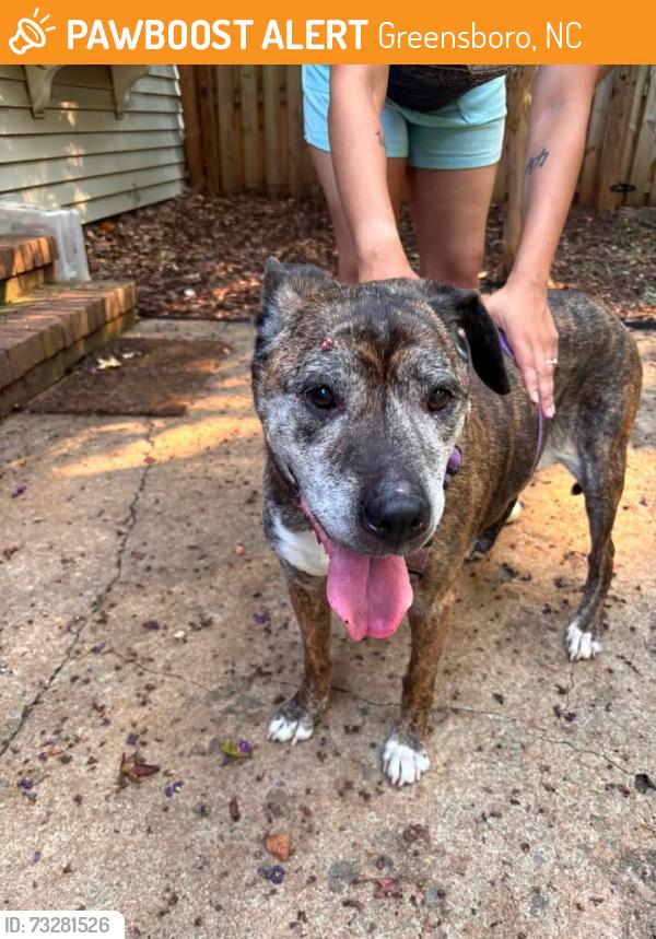 Found/Stray Female Dog last seen Jefferson and new garden, Greensboro, NC 27410