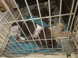 Reunited Male Dog last seen Lower Roswell, Cobb County, GA 30068