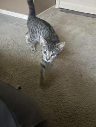 Found/Stray Male Cat last seen Chrisman rd Tracy ca, Tracy, CA 95304