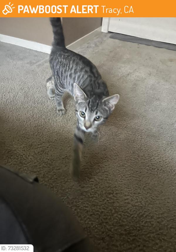 Found/Stray Male Cat last seen Chrisman rd Tracy ca, Tracy, CA 95304
