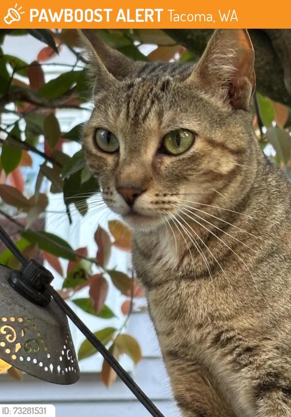 Found/Stray Female Cat last seen North 7th Street between North M and North Sherman, Tacoma, WA 98403