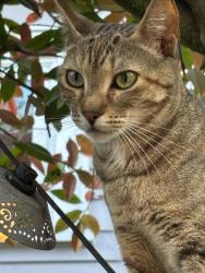 Found/Stray Female Cat last seen North 7th Street between North M and North Sherman, Tacoma, WA 98403