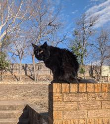 Lost Male Cat last seen McBride and Elwell Point, San Antonio, TX 78255
