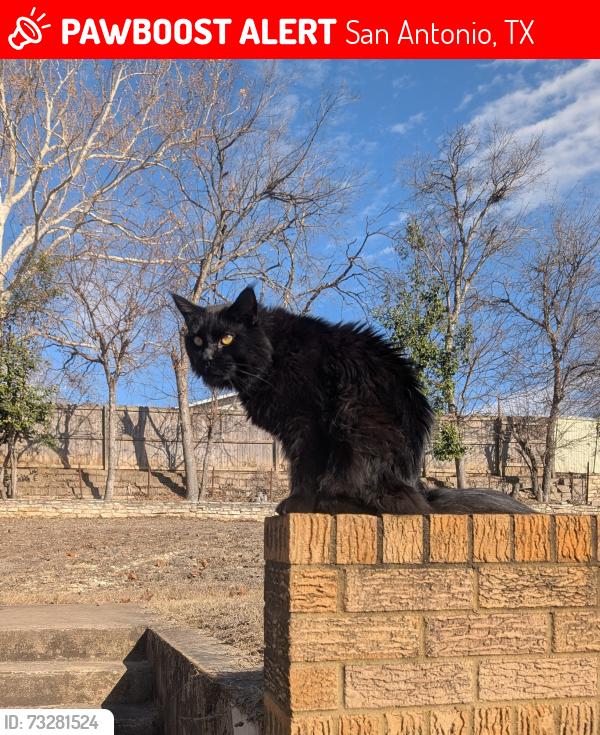 Lost Male Cat last seen McBride and Elwell Point, San Antonio, TX 78255