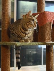 Reunited Female Cat last seen Montgomery, Montgomery, IL 60538