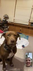 Lost Male Dog last seen Roy's convenience store, Mineral Point, MO 63660