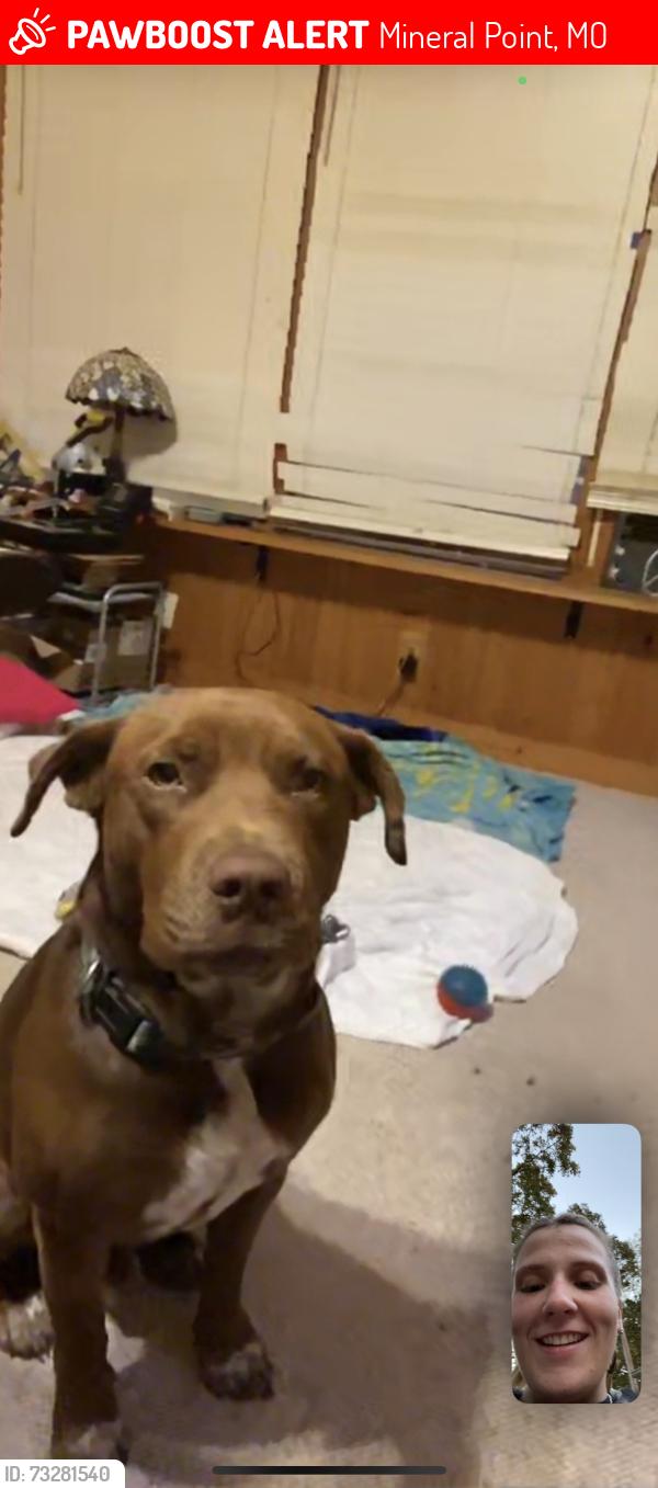 Lost Male Dog last seen Roy's convenience store, Mineral Point, MO 63660