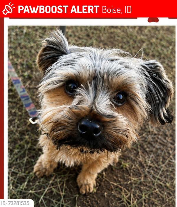 Lost Male Dog last seen South Diego Way, Boise Idaho, Boise, ID 83709