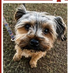 Lost Male Dog last seen South Diego Way, Boise Idaho, Boise, ID 83709