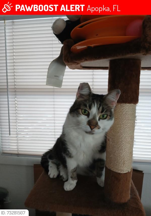 Lost Female Cat last seen Area of S Aurora Dr and S Atlas Dr in Apopka, Apopka, FL 32703