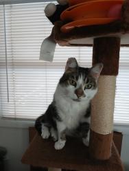 Lost Female Cat last seen Area of S Aurora Dr and S Atlas Dr in Apopka, Apopka, FL 32703