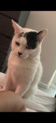 Reunited Female Cat last seen Panshanger Park, Hertfordshire, England SG14 2GZ