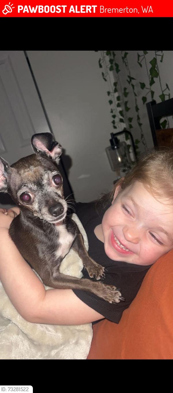 Lost Female Dog last seen I St & National Bremerton, Bremerton, WA 98312