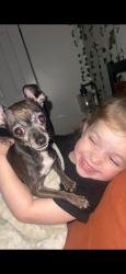 Lost Female Dog last seen I St & National Bremerton, Bremerton, WA 98312
