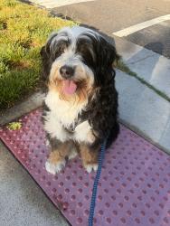 Lost Male Dog last seen Montgomery and Washington, Ann Arbor, MI 48103