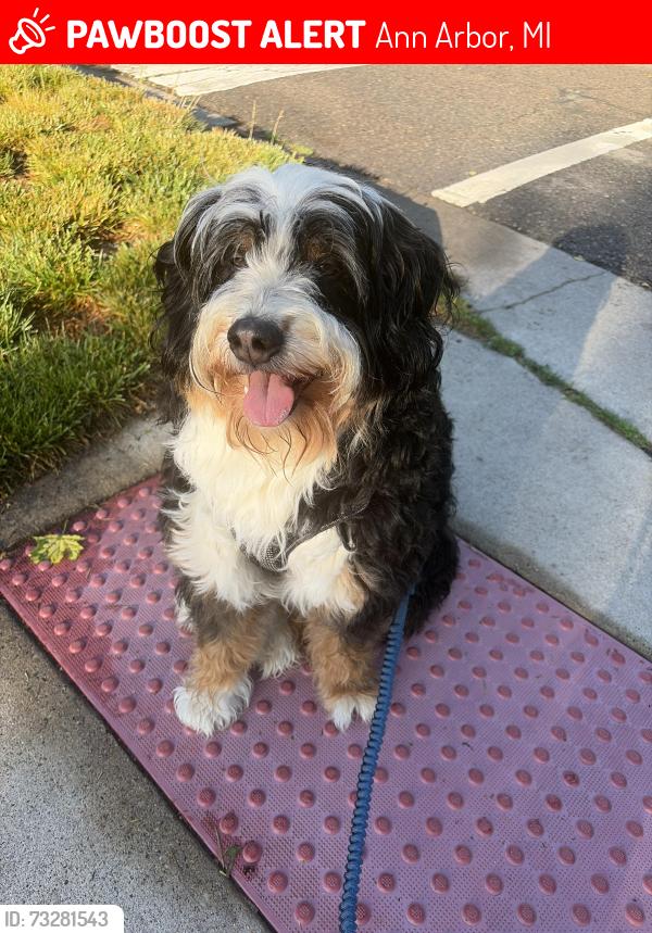 Lost Male Dog last seen Montgomery and Washington, Ann Arbor, MI 48103