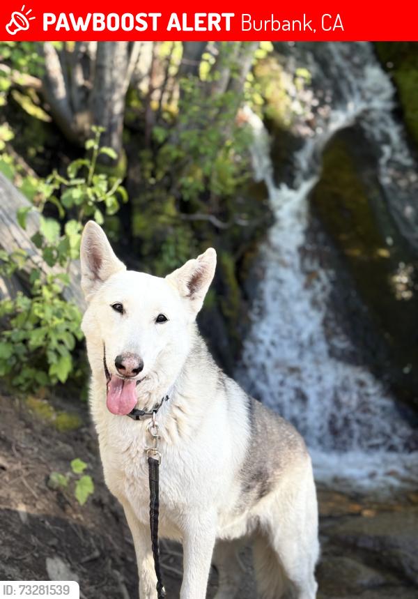 Lost Male Dog last seen Burbank & Hatteras, Burbank, CA 91505