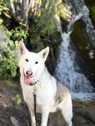Lost Male Dog last seen Burbank & Hatteras, Burbank, CA 91505