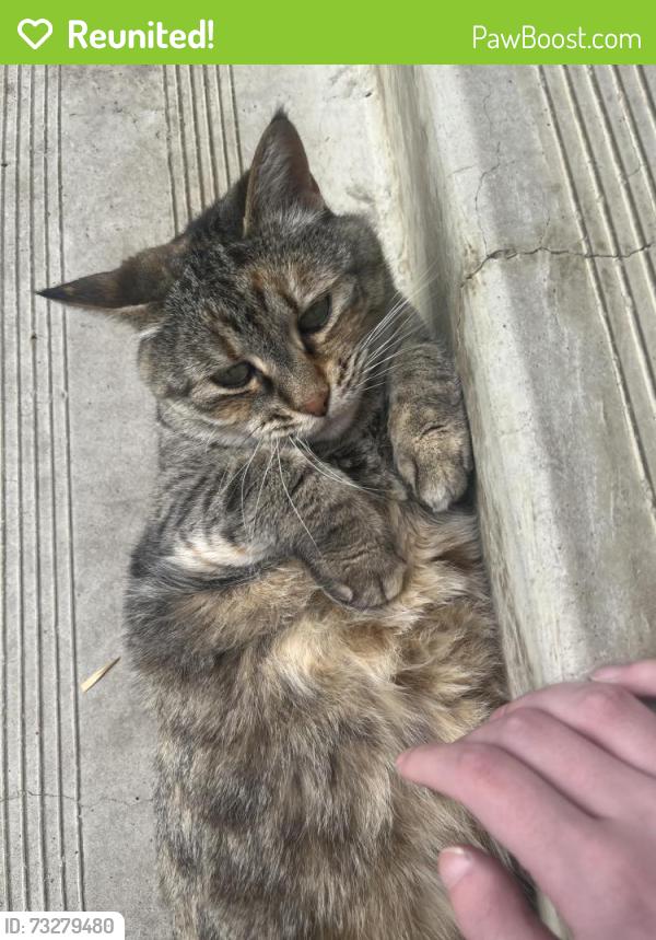 Reunited Female Cat last seen Near 89st nw, Edmonton, AB T6K 3A1