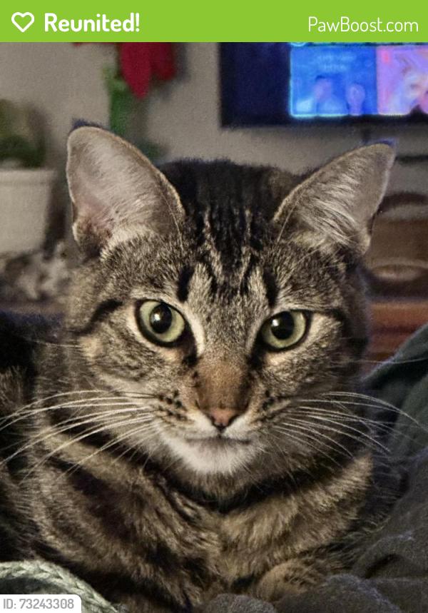 Reunited Female Cat last seen Sunrise, Vista, CA 92084