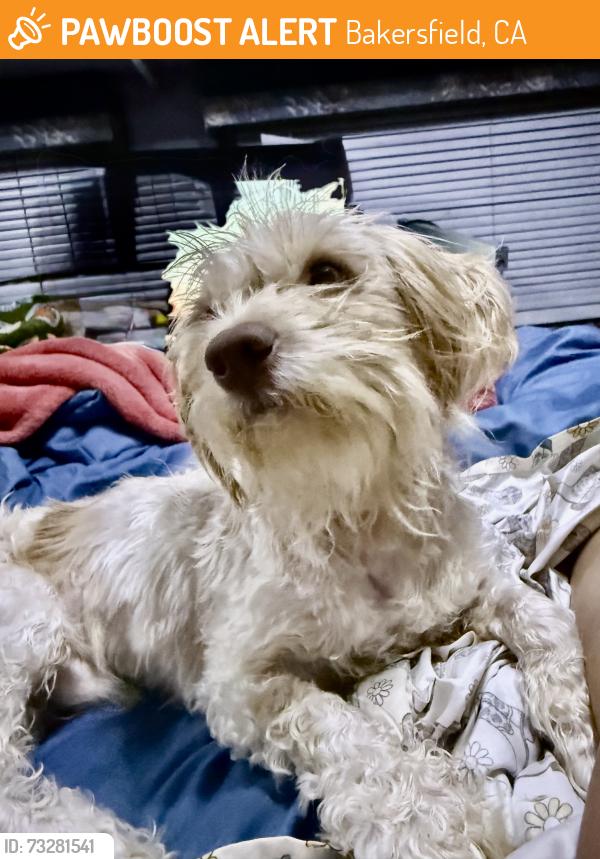 Found/Stray Male Dog last seen West valley rd and 119, Bakersfield, CA 93313