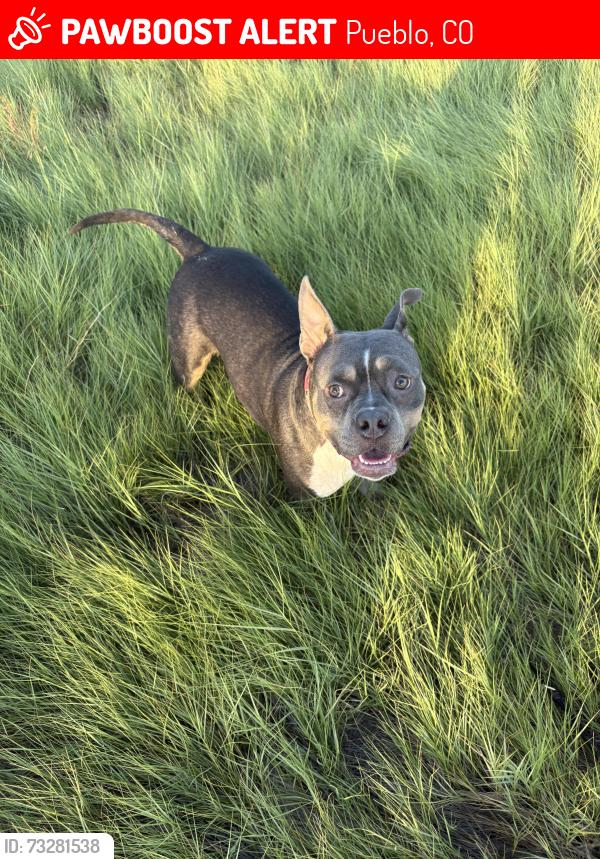 Lost Female Dog last seen Acero, Pueblo, CO 81004