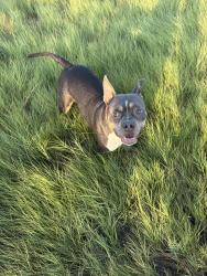 Lost Female Dog last seen Acero, Pueblo, CO 81004
