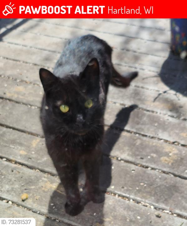 Lost Male Cat last seen Lake Five Rd & Oakwood Rd, Hartland, WI 53029