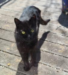 Lost Male Cat last seen Lake Five Rd & Oakwood Rd, Hartland, WI 53029