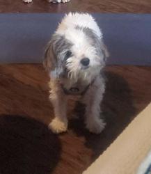 Reunited Female Dog last seen Olmos Dr & Peavy Rd, Dallas, TX 75218