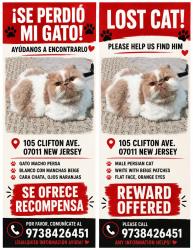 Reunited Male Cat last seen Near New Jersey 105 Clifton ave., Clifton, NJ 07011