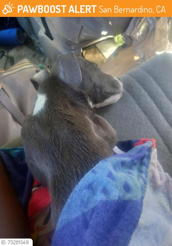 Found/Stray Male Dog last seen Targrt, San Bernardino, CA 92408