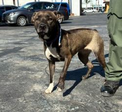 Shelter Stray Female Dog last seen , West Valley Animal Shelter, 20655 Plummer St, Chatsworth, CA 91311, USA