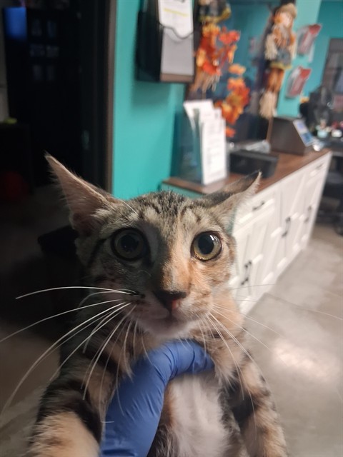 Shelter Stray Female Cat last seen FORT HENRY WAY BAKERSFIELD, 201 S Mt Vernon Ave, Bakersfield, CA 93307, USA