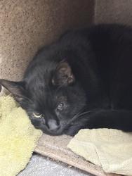 Shelter Stray Female Cat last seen Near BLOCK WITT AVE, RIVERSIDE CA 92501, 6851 Van Buren Boulevard, Jurupa Valley, CA 92509, USA