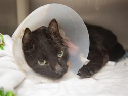 Shelter Stray Male Cat last seen Near BLOCK E LAGUNA DR, 5501 E Van Buren St, Phoenix, AZ 85008, USA