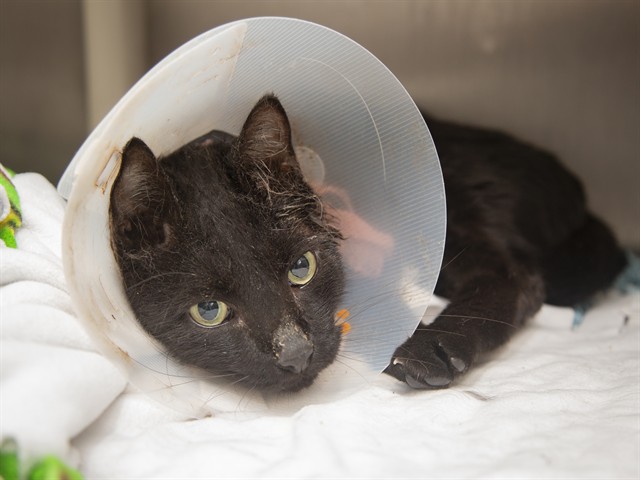 Shelter Stray Male Cat last seen Near BLOCK E LAGUNA DR, 5501 E Van Buren St, Phoenix, AZ 85008, USA