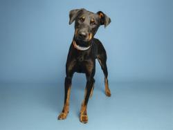 Shelter Stray Male Dog last seen UNKNOWN, 5501 E Van Buren St, Phoenix, AZ 85008, USA