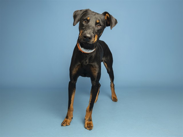 Shelter Stray Male Dog last seen UNKNOWN, 5501 E Van Buren St, Phoenix, AZ 85008, USA