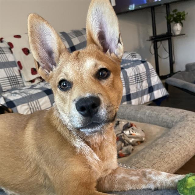 Shelter Stray Female Dog last seen Near BLOCK TIMBER PATH, 4710 TX-151, San Antonio, TX 78227, USA