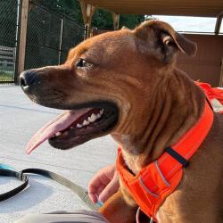 Shelter Stray Male Dog last seen Near, 2600 S Harding St, Indianapolis, IN 46221, USA