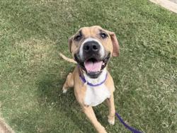 Shelter Stray Female Dog last seen CHARLOTTE, 8315 Byrum Dr, Charlotte, NC 28217, USA