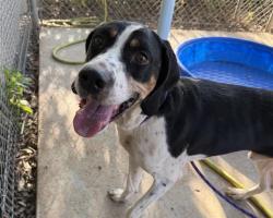 Shelter Stray Male Dog last seen CHARLOTTE, 8315 Byrum Dr, Charlotte, NC 28217, USA
