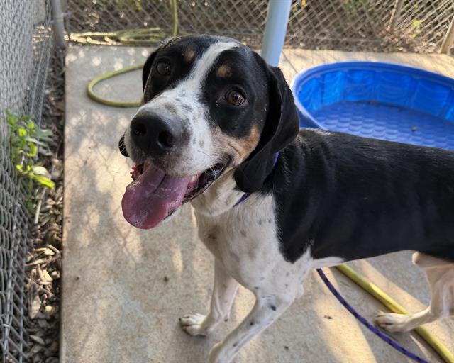 Shelter Stray Male Dog last seen CHARLOTTE, 8315 Byrum Dr, Charlotte, NC 28217, USA