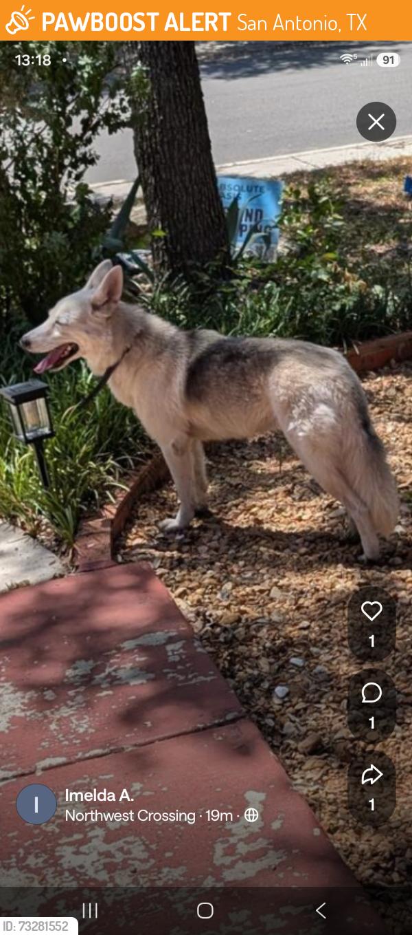 Found/Stray Unknown Dog last seen Dover Ridge and Stillforest area, San Antonio, TX 78250