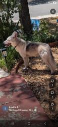 Found/Stray Unknown Dog last seen Dover Ridge and Stillforest area, San Antonio, TX 78250