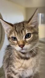 Shelter Stray Female Cat last seen Near BLOCK S JORDAN AVE, SAN JACINTO, 581 S Grand Ave, San Jacinto, CA 92582, USA