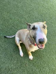 Reunited Female Dog last seen D Street & 98th Ave, Oakland, CA 94621